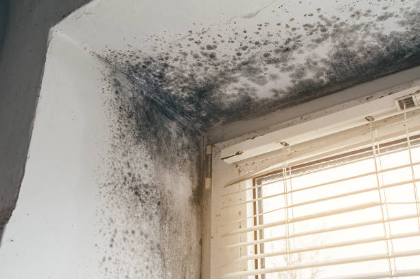 Affordable Hvac And Air Duct Mold Remediation solutions in Garfield, NJ
